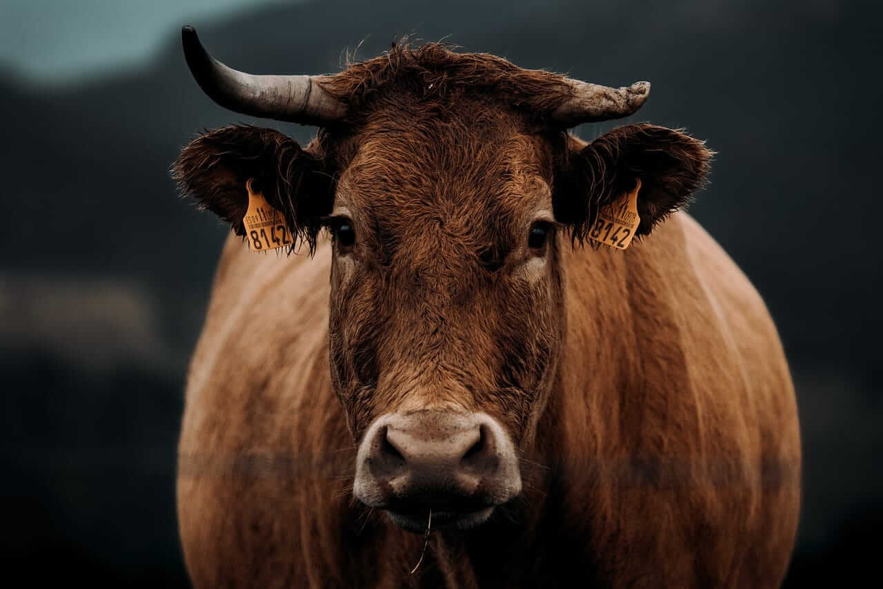 Cattle Continues Slide into the Weekend on Weaker Cash and Beef